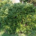 Cephalotaxus fortunei